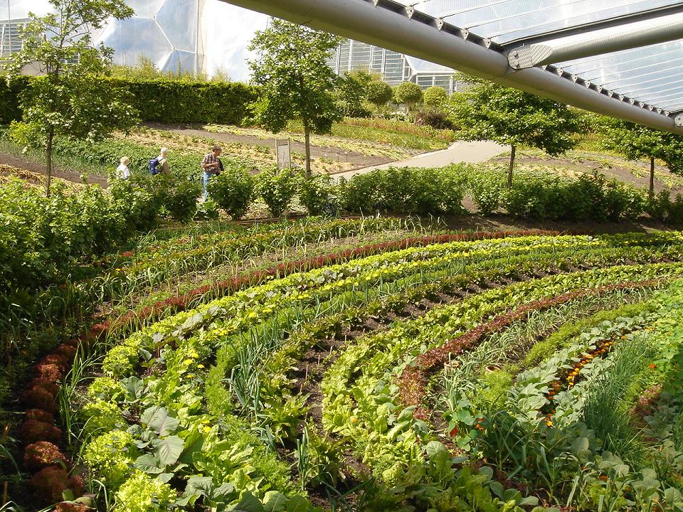 A market garden to be proud of!