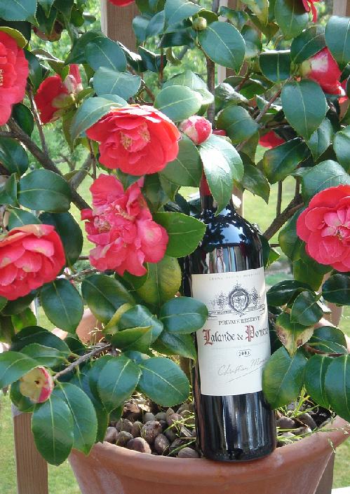 Lalande de Pomerol nestling in a Camellia Japonica (for some reason)