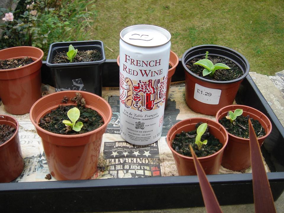 Can of red wine…and some seedling hostas for some reason