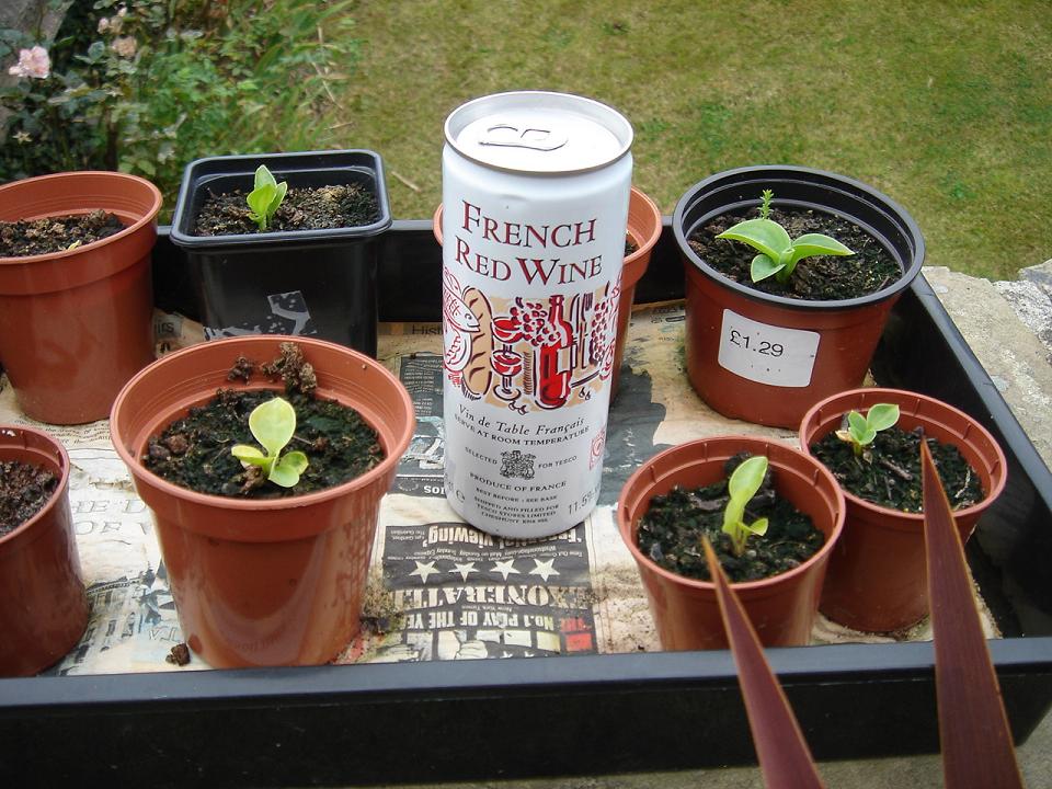 Can of red wineâ€¦and some seedling hostas for some reason