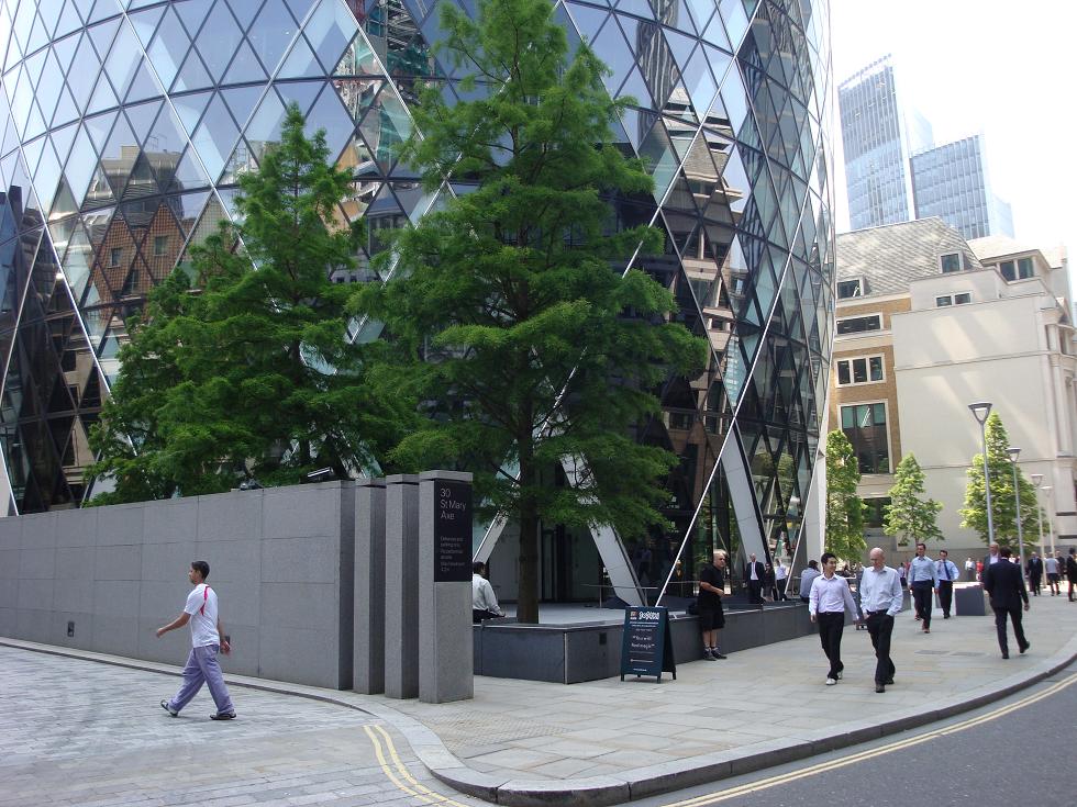 Rare tree in a concrete glass and steel jungle